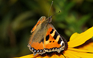 Small Tortoiseshell (Nymphalis urticae)